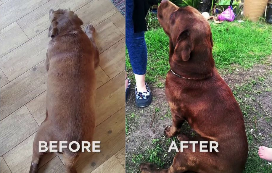 Dog health and nutrition